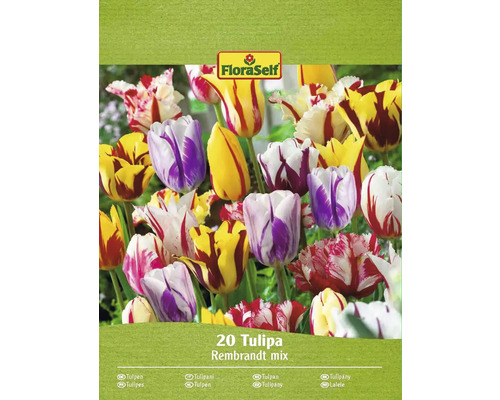 Tulipány FloraSelf 'Rembrandt' mix 20 ks