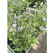 Hlaváč fialový Scabiosa columbaria 'Butterfly Blue' výška 20-35 cm květináč 5 l 1 ks