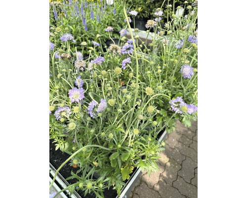 Výsev rostlin Scabiosa v květináči.
