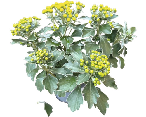 Ajanka pacifická FloraSelf Ajania pacifica květináč Ø 12 cm 1 ks, různé druhy Chryzantéma s poupaty v květináči