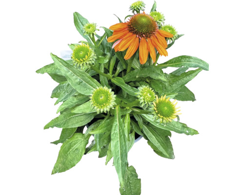 Třapatka FloraSelf Echinacea purpurea 10-30 cm květináč 3 l, různé druhy