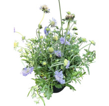 Hlaváč fialový Scabiosa columbaria 'Butterfly Blue' výška 20-35 cm květináč 5 l 1 ks