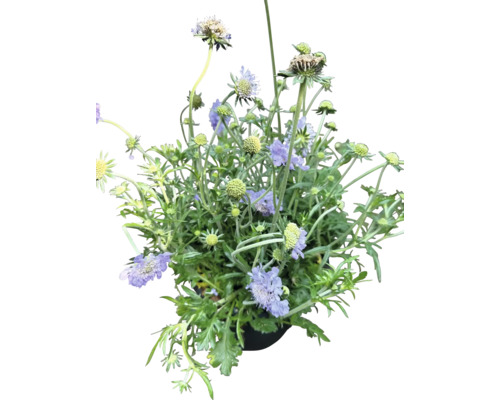 Kytice s květy Scabiosa v květináči