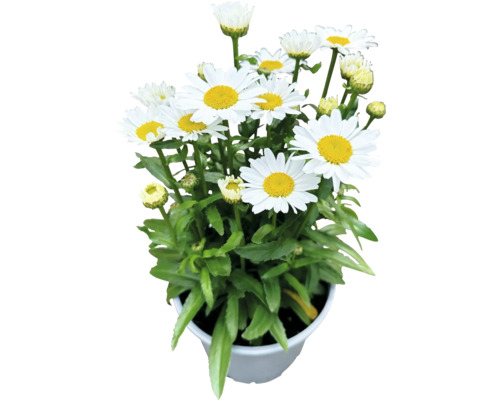 Kopretina velkokvětá nízká FloraSelf Chrysanthemum/Leucanthemum maximum 'Dwarf Snow Lady' 10-30 cm květináč 3 l