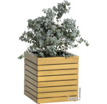 Eukalyptus v dřevěném květináči