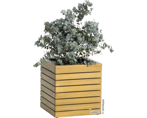 Eukalyptus v dřevěném květináči