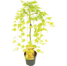 Rostliny na kmínku mix FloraSelf květináč Ø 19 cm 1 ks, různé druhy