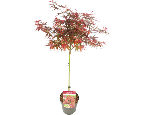Japonský javor v květináči
