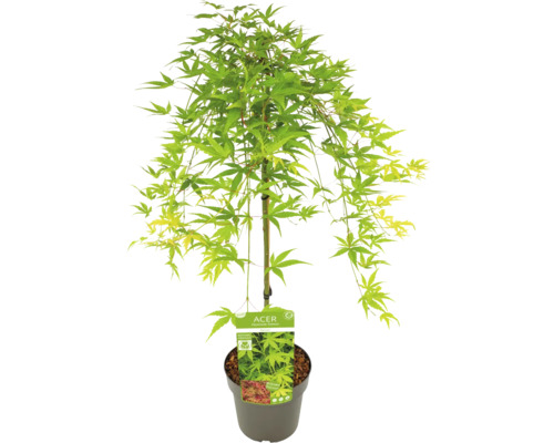 Japonský javor v květináči