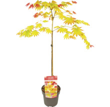 Rostliny na kmínku mix FloraSelf květináč Ø 19 cm 1 ks, různé druhy