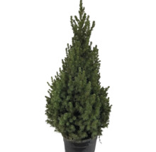 Smrk Conica v květináči jako zahradní prvek.