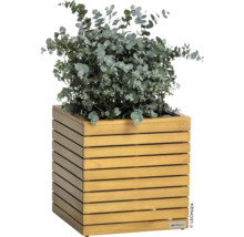 Dřevěný květináč s rostlinou eukalyptu