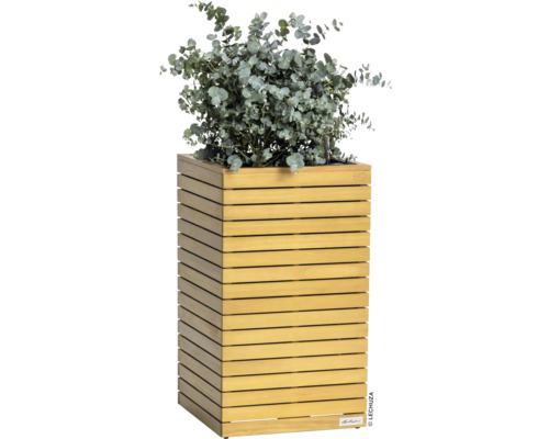 Dřevěný květináč s eukalyptem