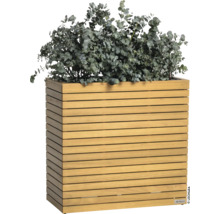 Dřevěný květináč s rostlinou eukalyptu