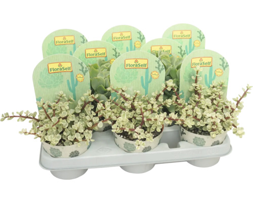 Sukulent mix FloraSelf výška cca 25 cm květináč Ø 10,5 cm 1 ks, různé druhy Několik sukulentů v květináčích na podložce s etiketami FloraSelf