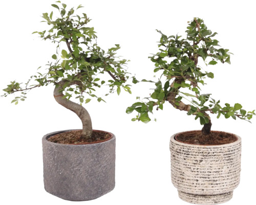 Bonsai mix S-Shape FloraSelf vč. keramického obalu Emma Ø 14 cm