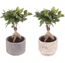 Fíkovník maloplodý FloraSelf Ficus microcarpa Ginseng s keramickým obalem Emma Ø 11 cm 1 ks, různé druhy
