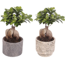Fíkovník maloplodý FloraSelf Ficus microcarpa Ginseng s keramickým obalem Emma Ø 14 cm 1 ks, různé druhy