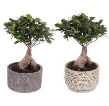 Dvě rostliny Ficus Ginseng Bonsai v květináčích