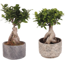 Dva fíkusy (Ficus microcarpa) v květináčích