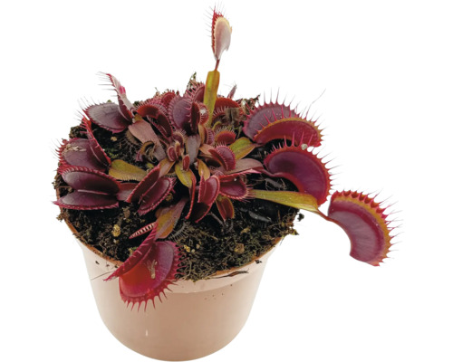 Mucholapka podivná v květináči