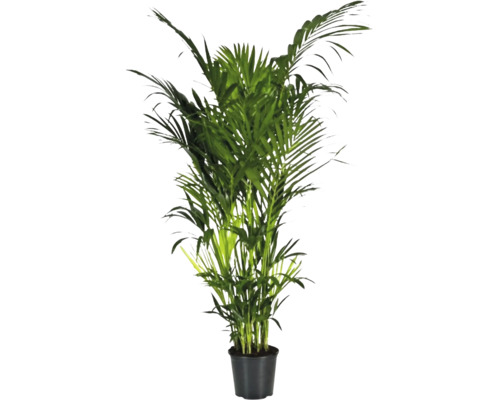 Rajská palma, kencie FloraSelf Howea forsteriana cca 240 cm květináč Ø 32 cm Areková palma v květináči