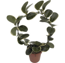 Voskovka, hoja oblouk FloraSelf Hoya australis Blondie květináč Ø 12 cm