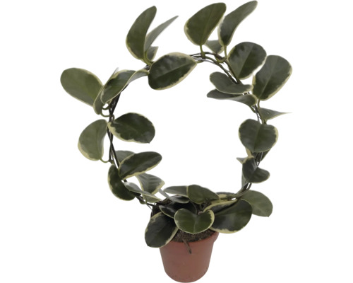 Voskovka, hoja oblouk FloraSelf Hoya australis Blondie květináč Ø 12 cm