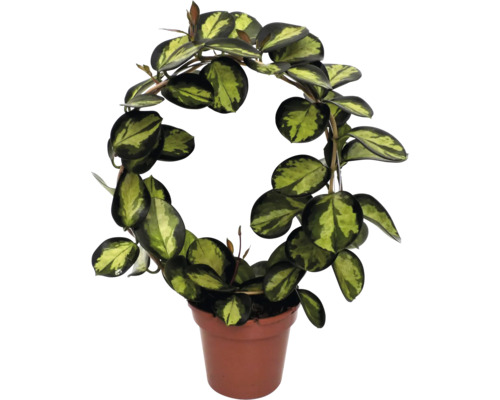 Voskovka, hoja oblouk FloraSelf Hoya australis Lisa výška 40 cm květináč Ø 12 cm Voskovka v květináči