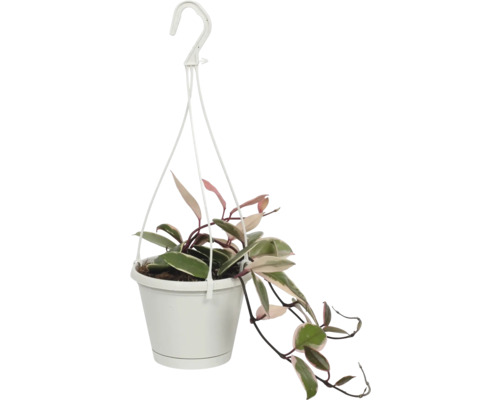 Voskovka, hoja FloraSelf Hoya Flamingo Dream výška 15-20 cm květináč Ø 12 cm Závěsná rostlina v bílém květináči s hákem
