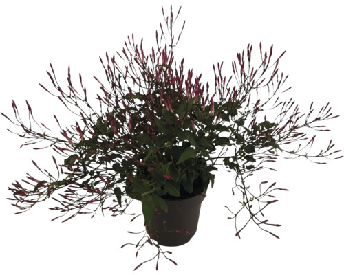 Jasmín mnohokvětý FloraSelf Jasminum polyanthum Dark Passion květináč Ø 12 cm Květináč s jasmínovou rostlinou s poupaty