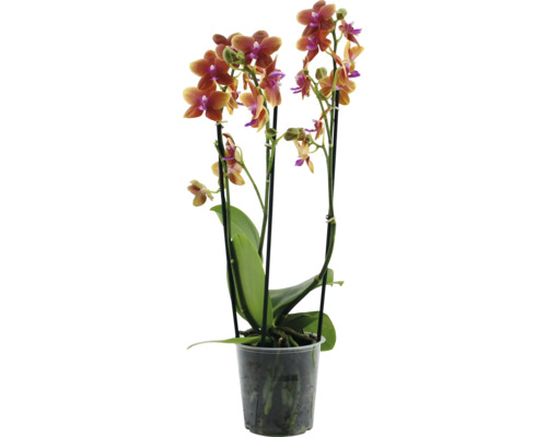 Orchidej FloraSelf Phalaenopsis výška cca 40 cm květináč Ø 12 cm 3 výhony 1 ks, různé barvy