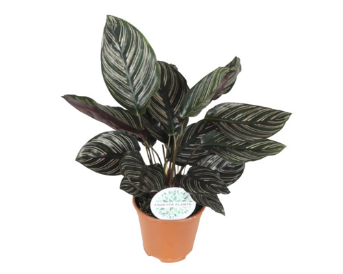 Pokojová rostlina Calathea v květináči