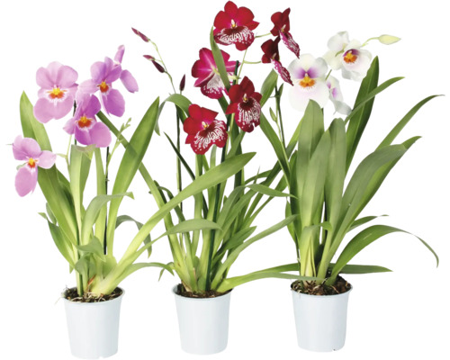 Maceškovitá orchidej FloraSelf Miltonia výška 40-50 cm květináč Ø 12 cm 2 výhony 1 ks, různé barvy