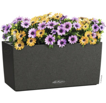 Obdélníkový květináč se žlutými a fialovými sedmikráskami