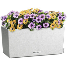 Květináč s fialovými a žlutými sedmikráskami