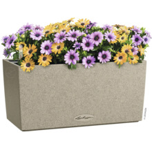 Květináč se žlutými a fialovými sedmikráskami