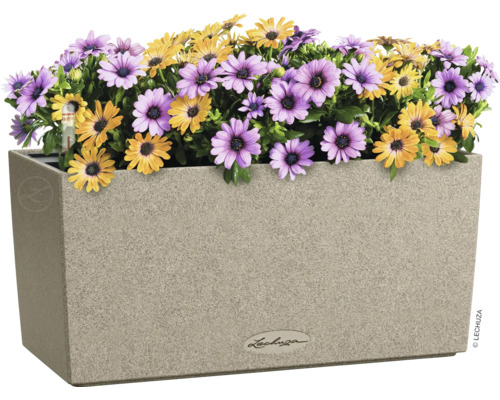 Květináč se žlutými a fialovými sedmikráskami