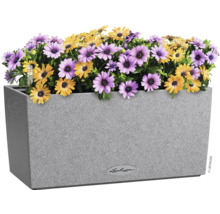 Obdélníkový květináč se žlutými a fialovými sedmikráskami