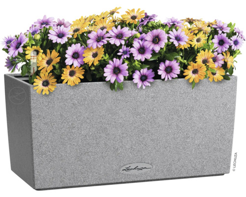 Obdélníkový květináč se žlutými a fialovými sedmikráskami