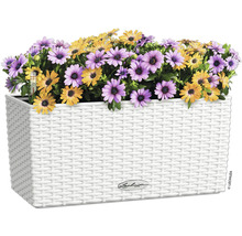 Květináč s fialovými a žlutými sedmikráskami