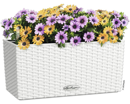 Květináč s fialovými a žlutými sedmikráskami