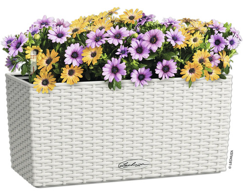 Květináč s fialovými a žlutými sedmikráskami