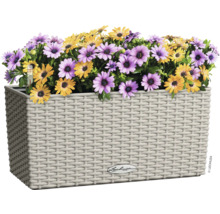 Květináč se žlutými a fialovými kopretinami