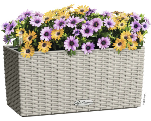 Květináč se žlutými a fialovými kopretinami