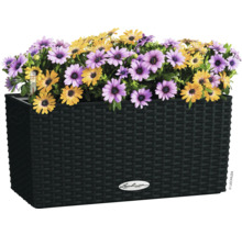 Květináč se žlutými a fialovými květy