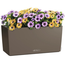 Květináč s fialovými a žlutými sedmikráskami