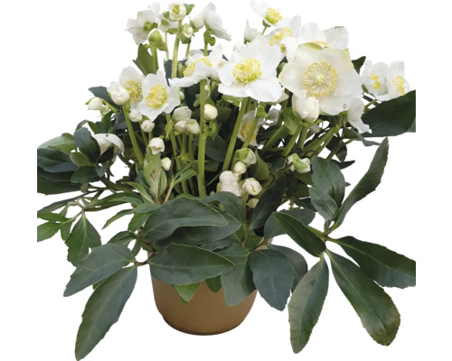 Čemeřice černá FloraSelf Helleborus niger WinterSun® 'Excellent' květináč Ø 21 cm Čemeřice v květináči s bílými květy