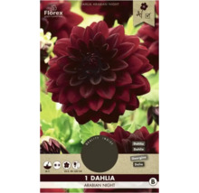 Produktové balení Florex Dahlia Arabian Night