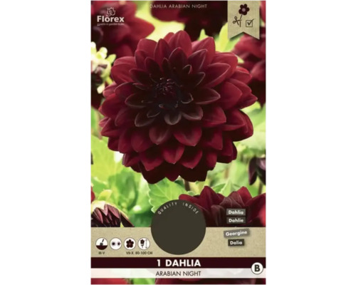 Jiřina Florex Dahlia 'Arabian Night' 1 ks